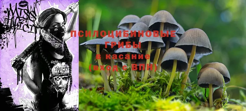 Галлюциногенные грибы Psilocybe  купить закладку  Каменск-Шахтинский 